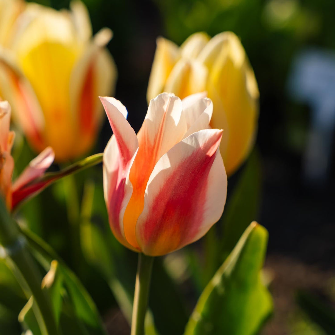Tulpe 'Quebec'