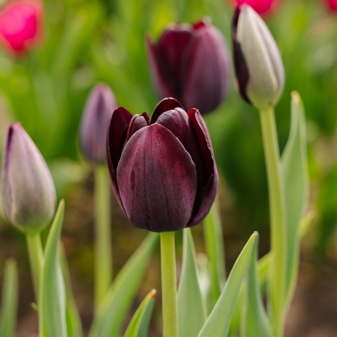 Tulpe 'Queen Of Night'