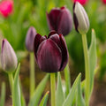 Tulpe 'Queen Of Night'