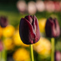 Tulpe 'Queen Of Night'