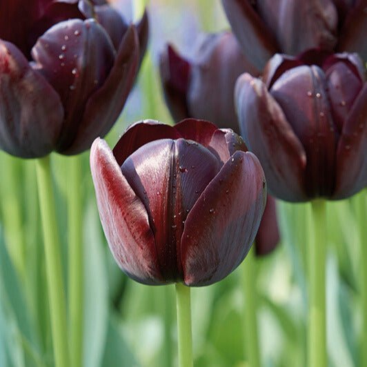 Tulpe 'Queen Of Night'