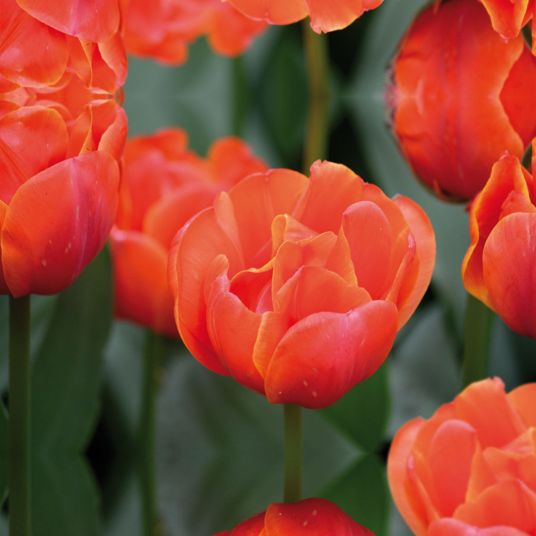 Tulpe 'Queensday'