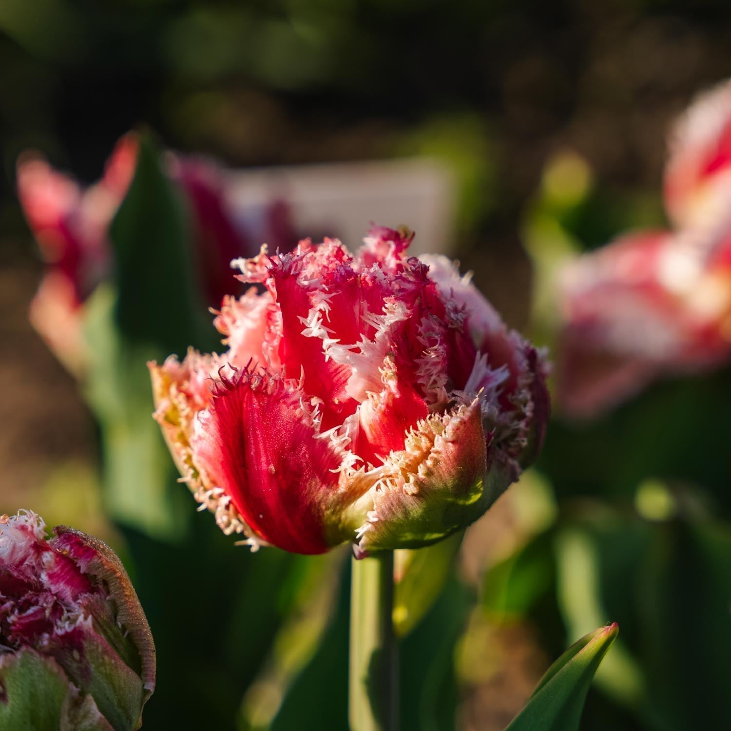 Tulpe 'Queensland'