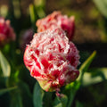 Tulpe 'Queensland'