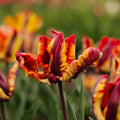 Tulpe 'Rasta Parrot'