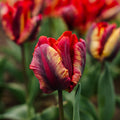 Tulpe 'Rasta Parrot'