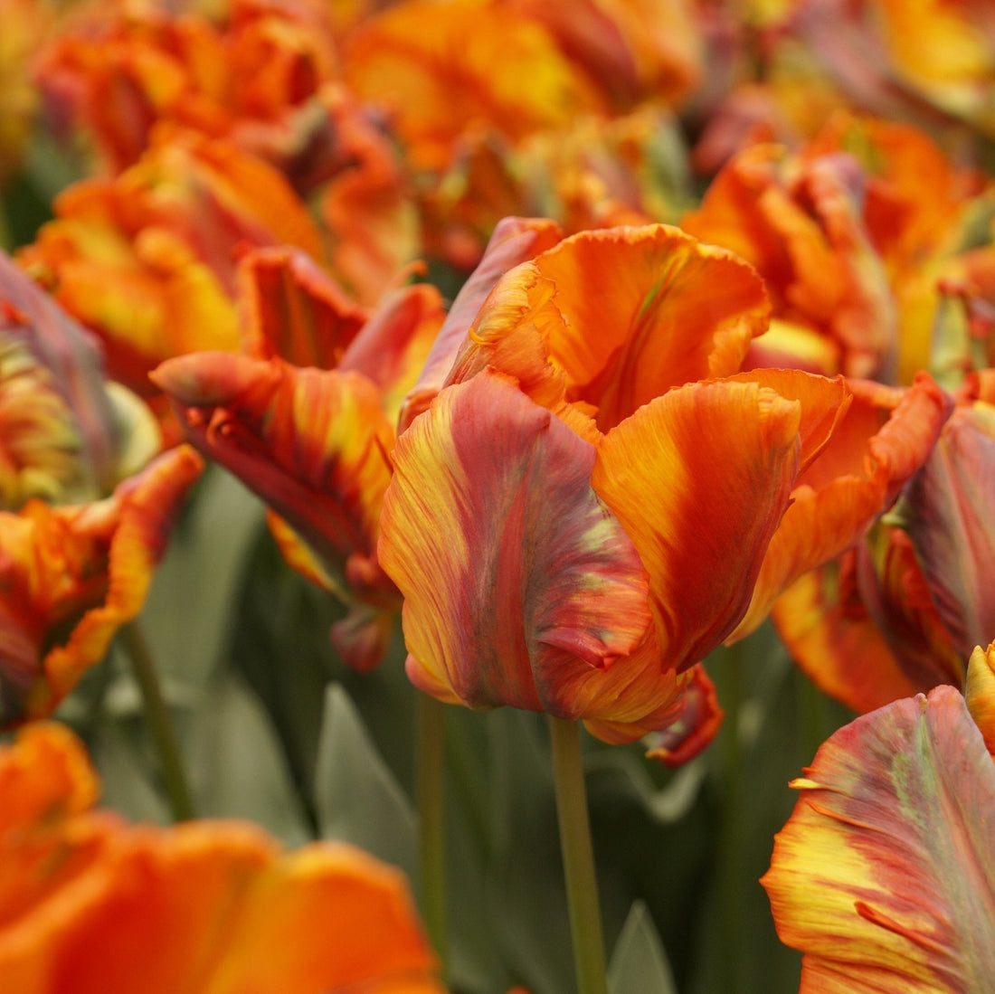 Tulpe 'Rasta Parrot'