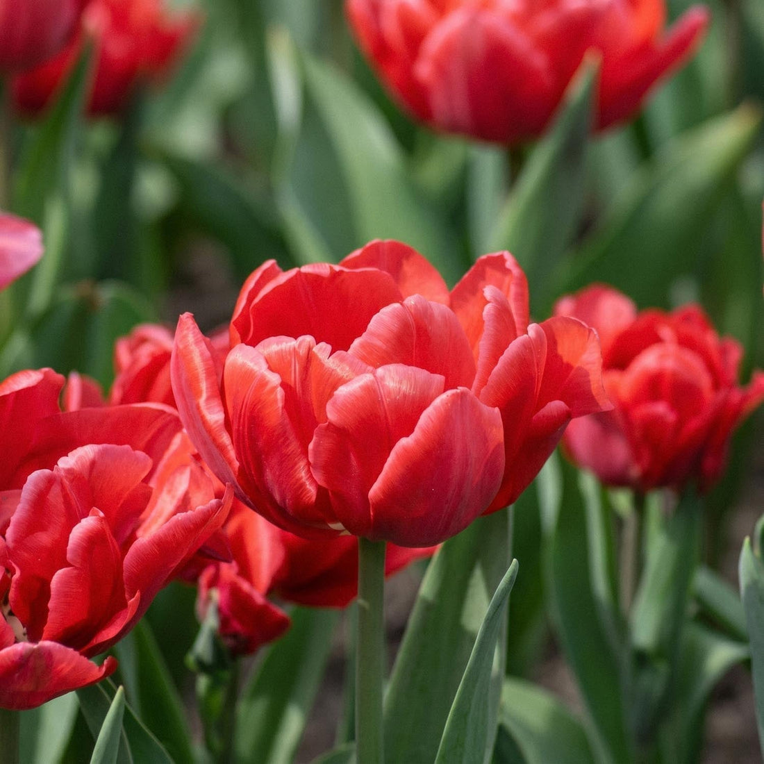 Tulpe 'Red Foxtrot'