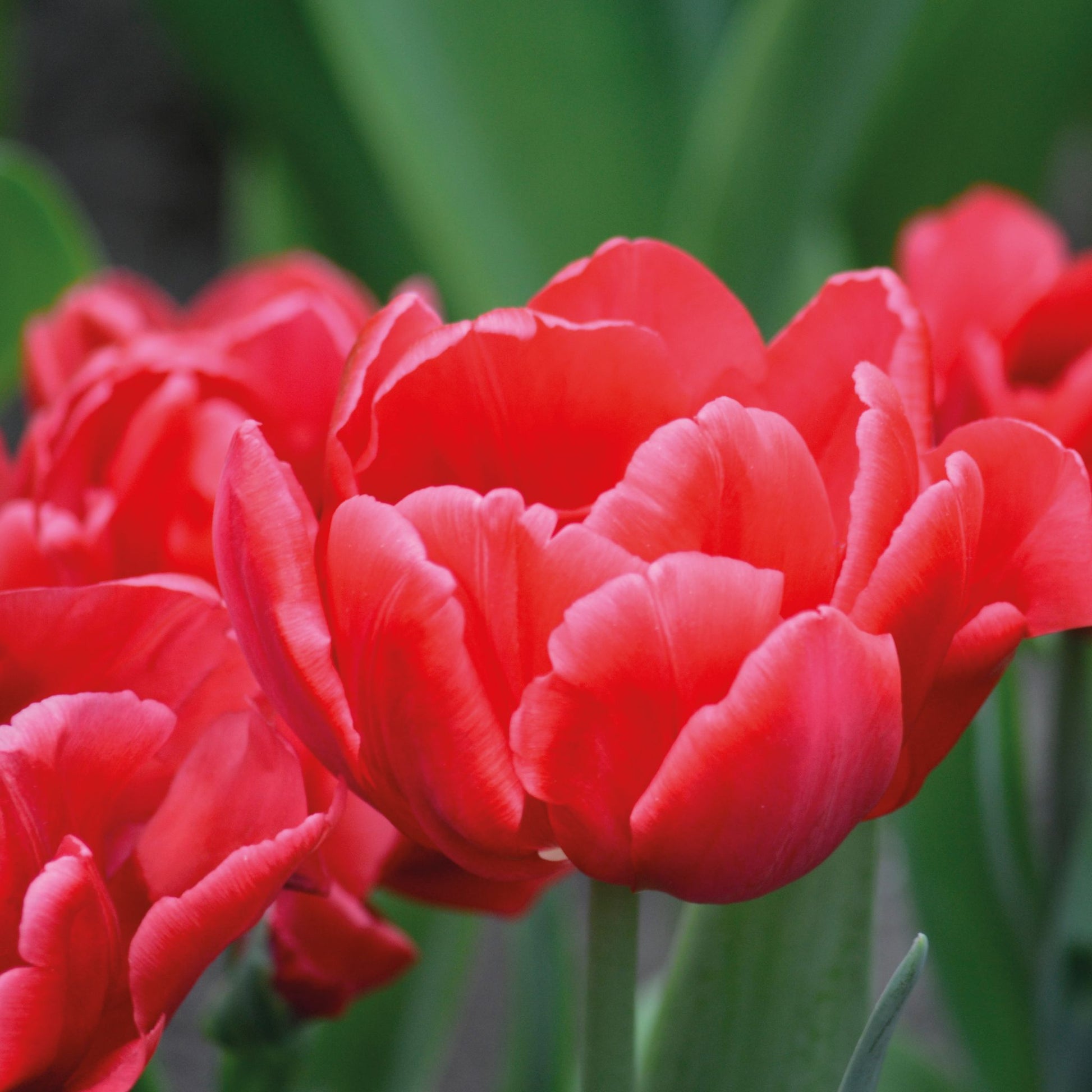 Tulpe 'Red Foxtrot'