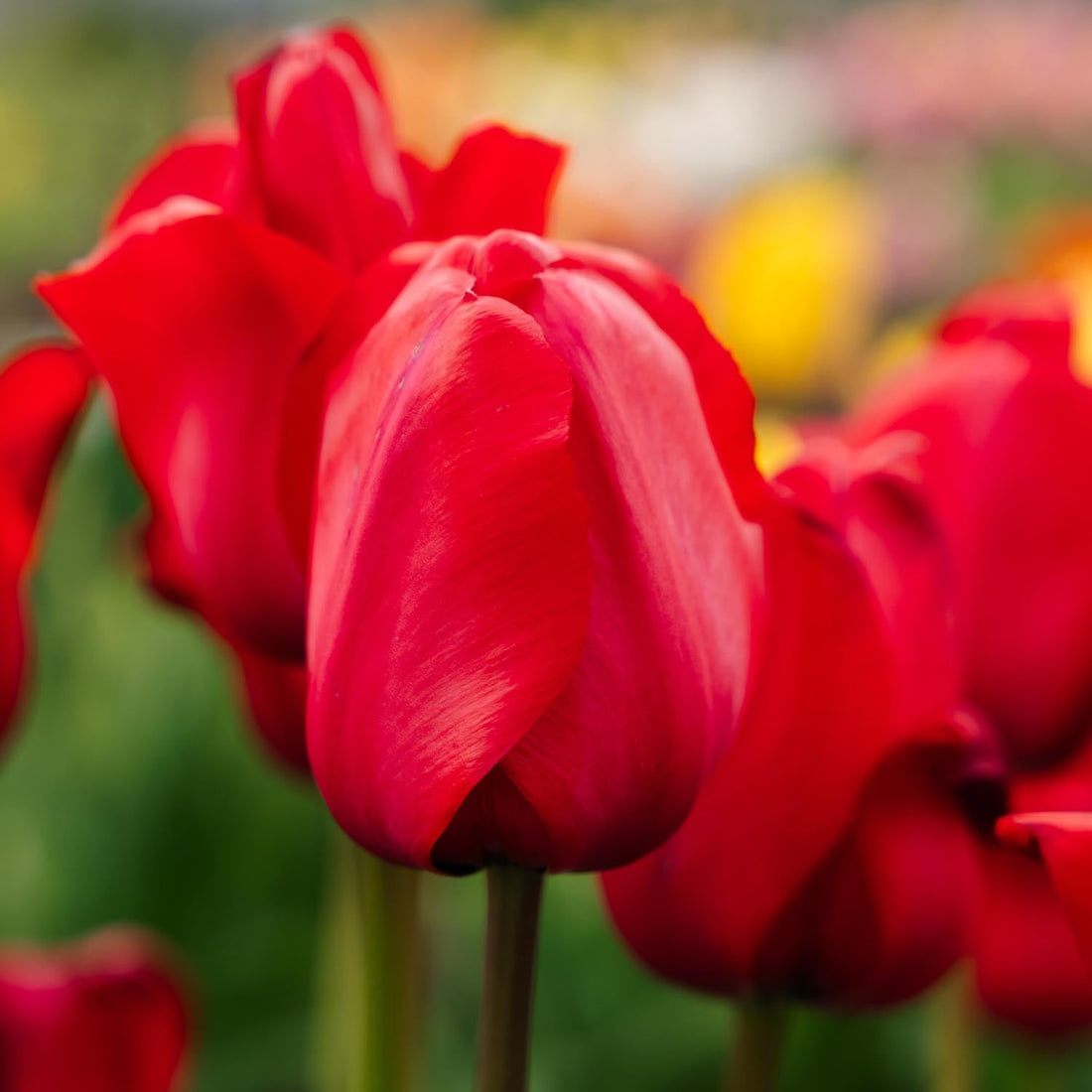 Tulpe 'Red Impression'