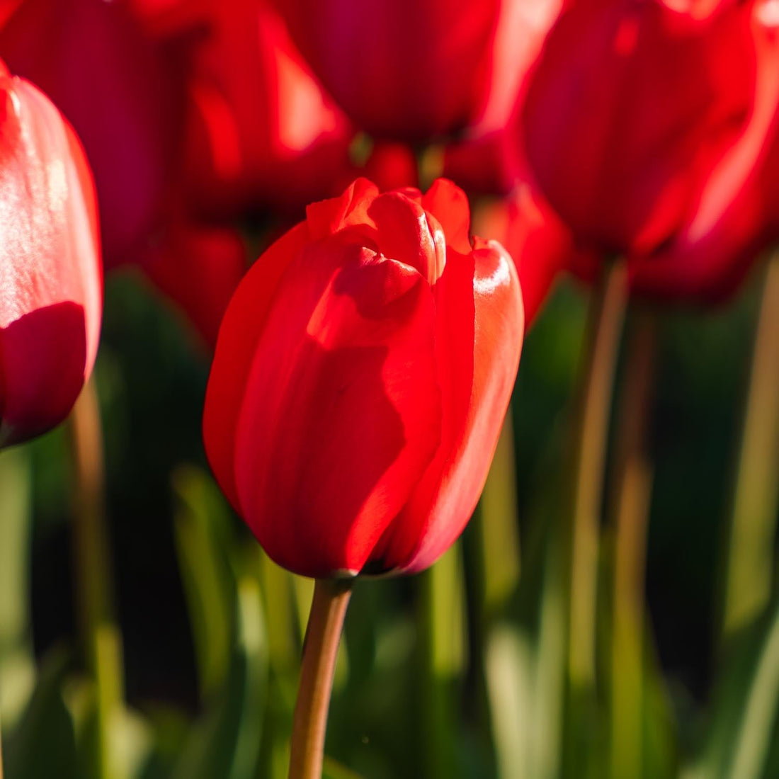 Tulpe 'Red Impression'