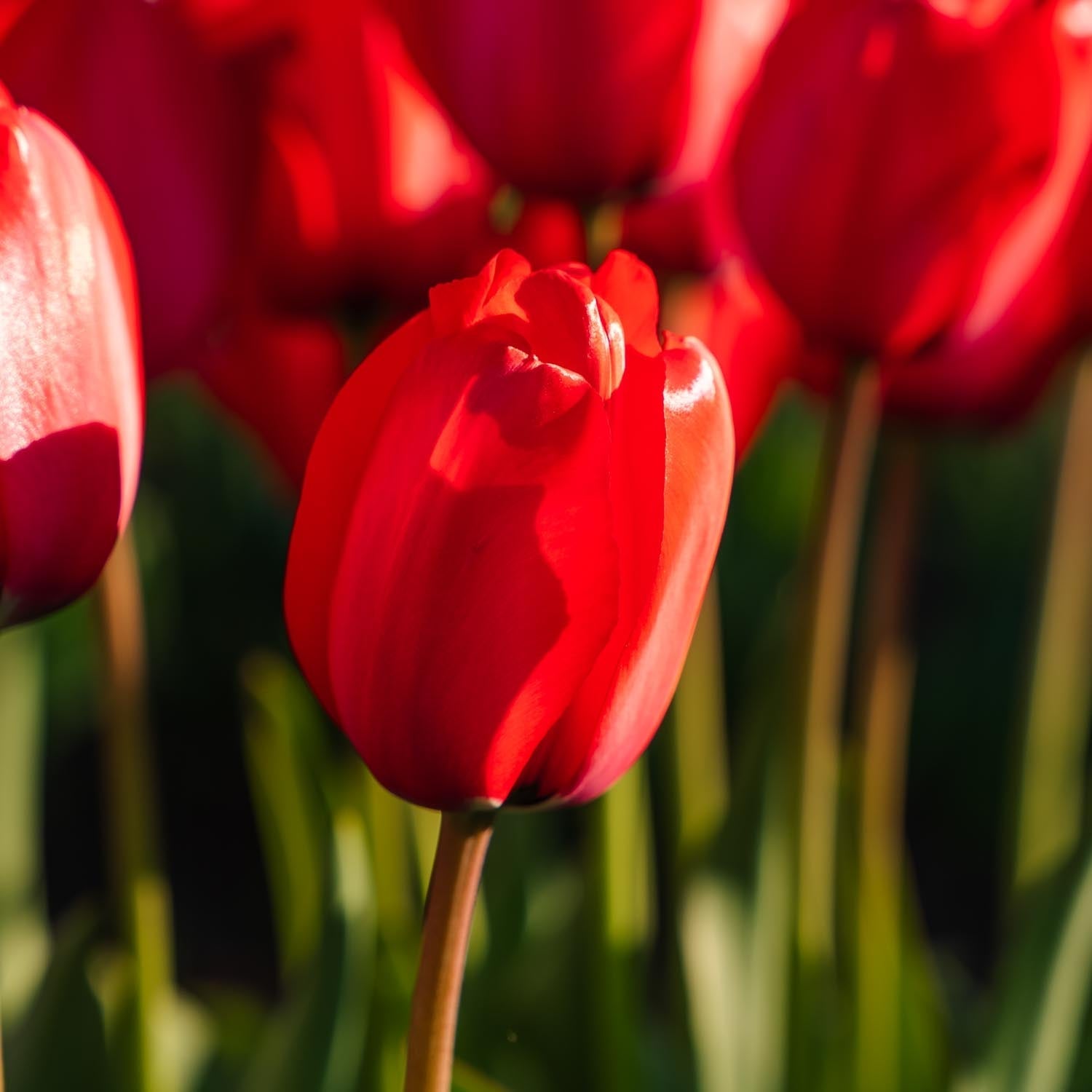 Tulpe 'Red Impression'