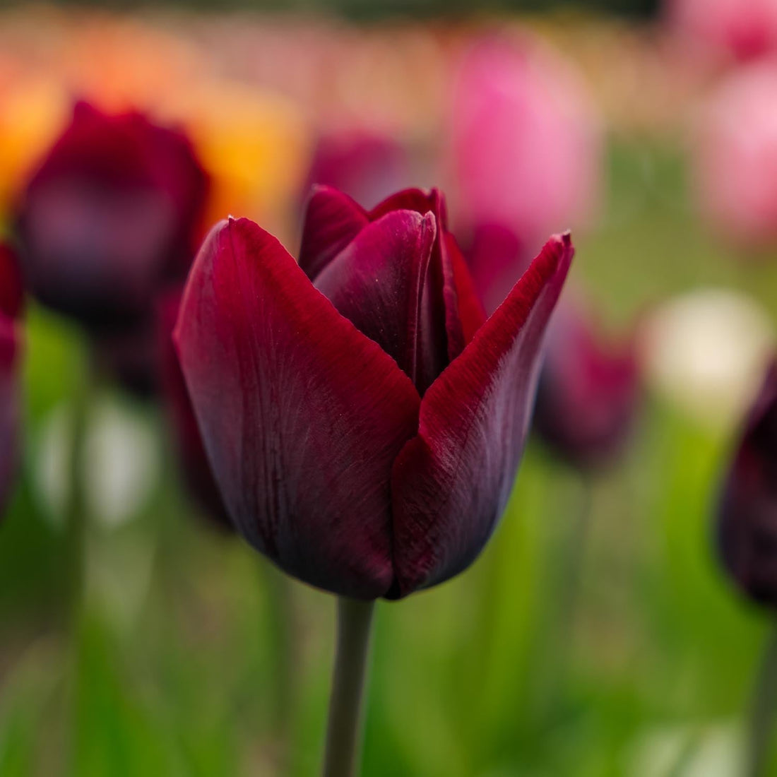 Tulpe 'Ronaldo'