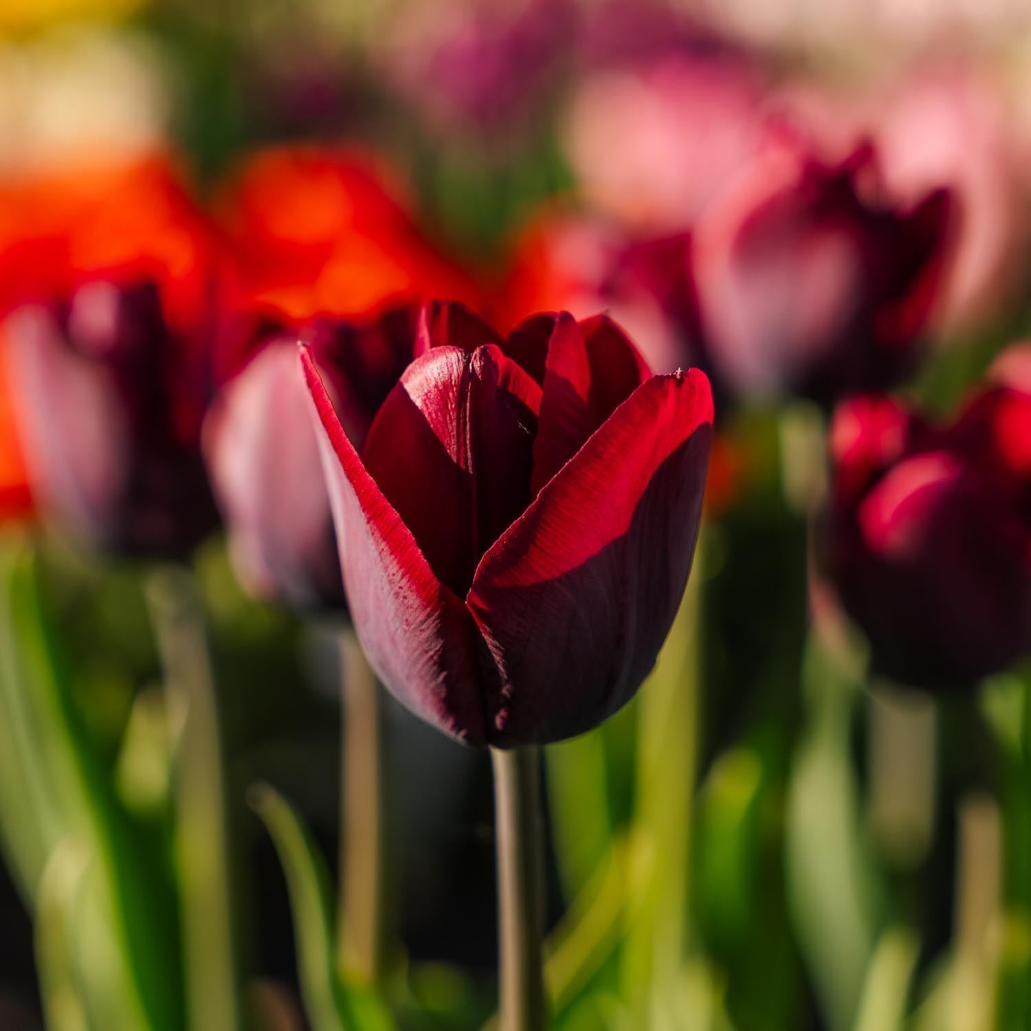Tulpe 'Ronaldo'