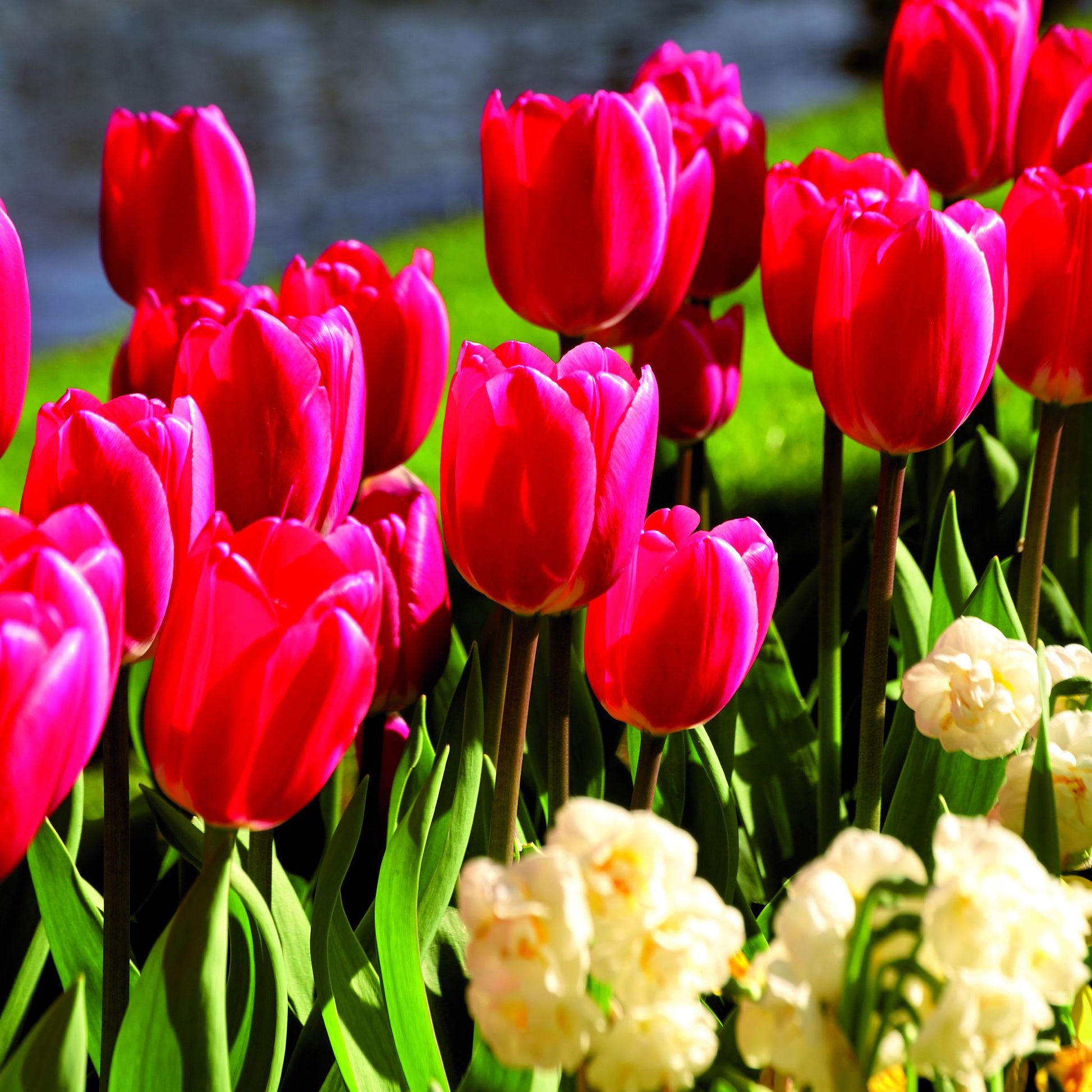 Tulpe 'Rosy Delight'