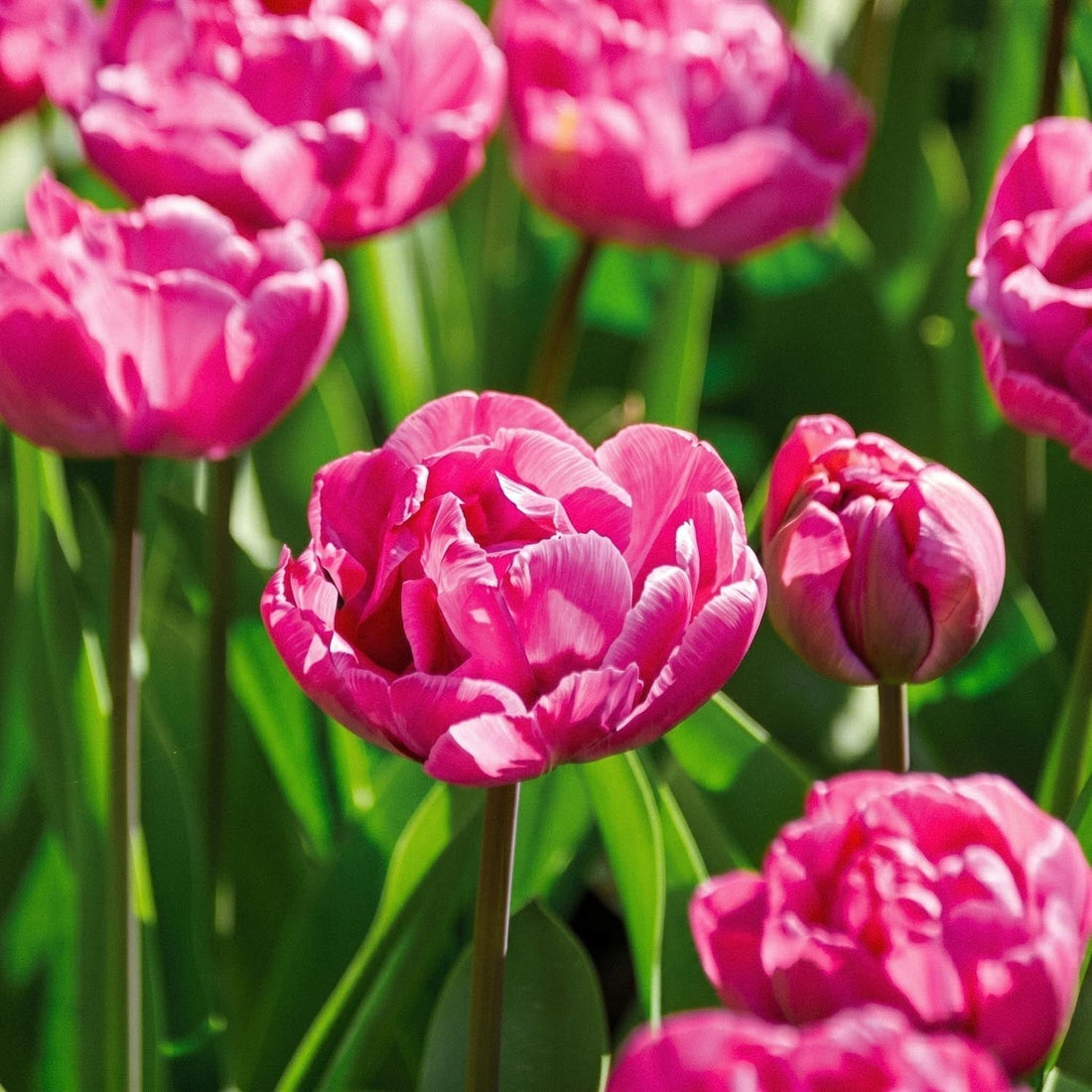 Tulpe 'Rosy Diamond'