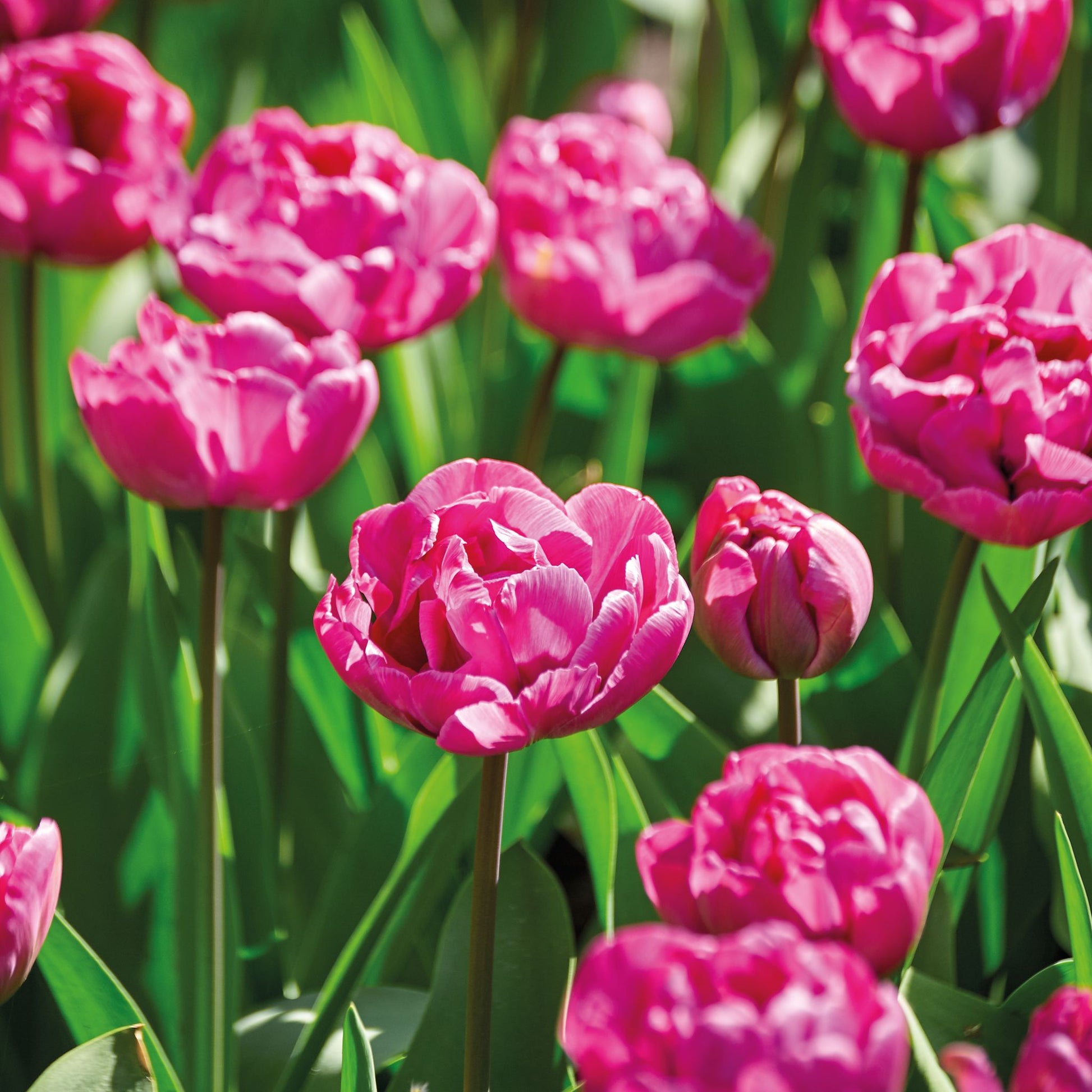 Tulpe 'Rosy Diamond'