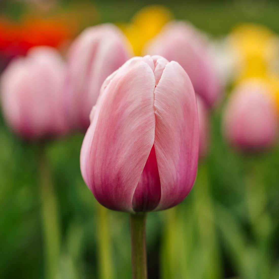 Tulpe 'Salmon Impression'