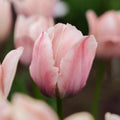 Tulpe 'Salmon van Eijk'
