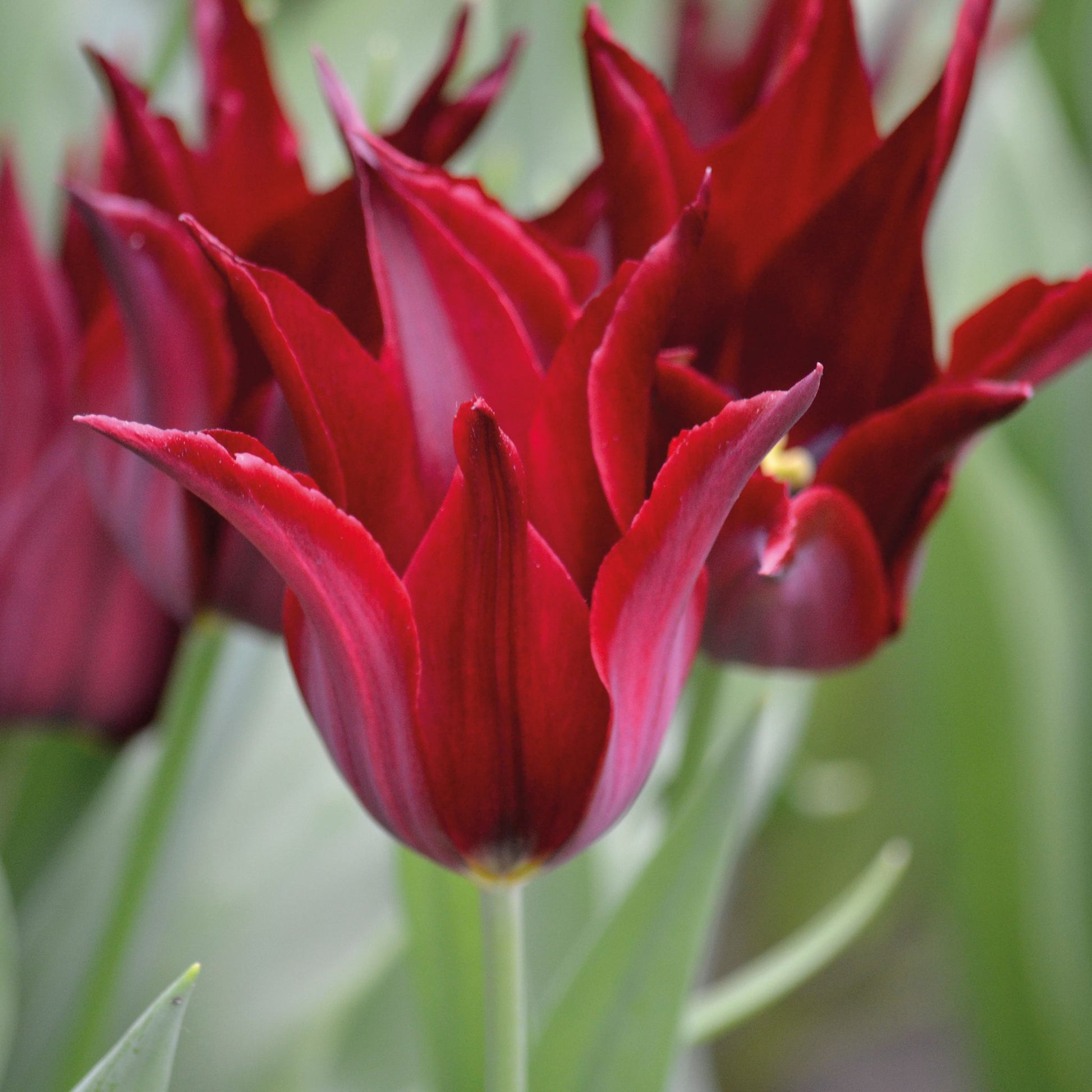 Tulpe 'Sarah Raven'