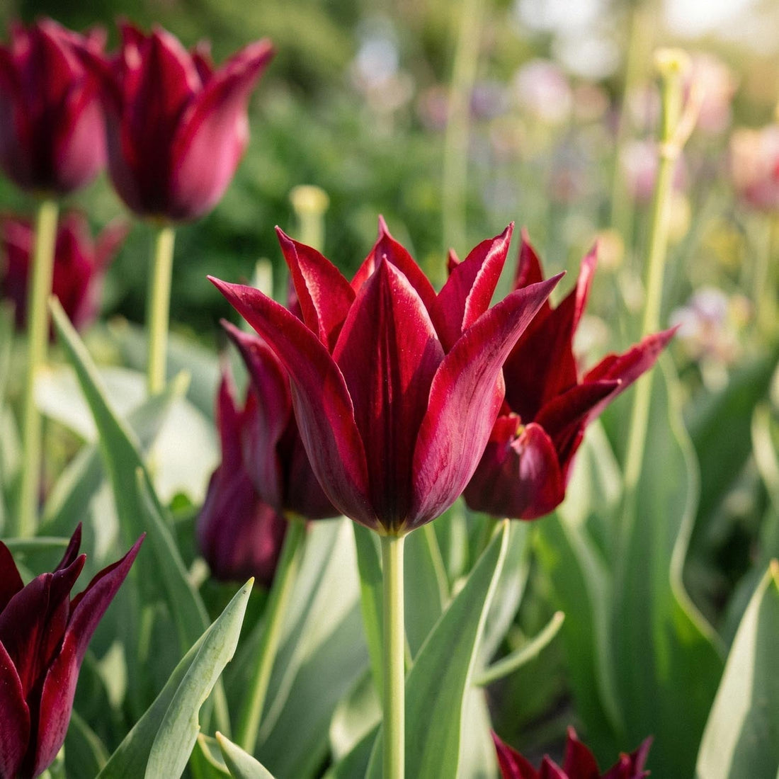 Tulpe 'Sarah Raven'