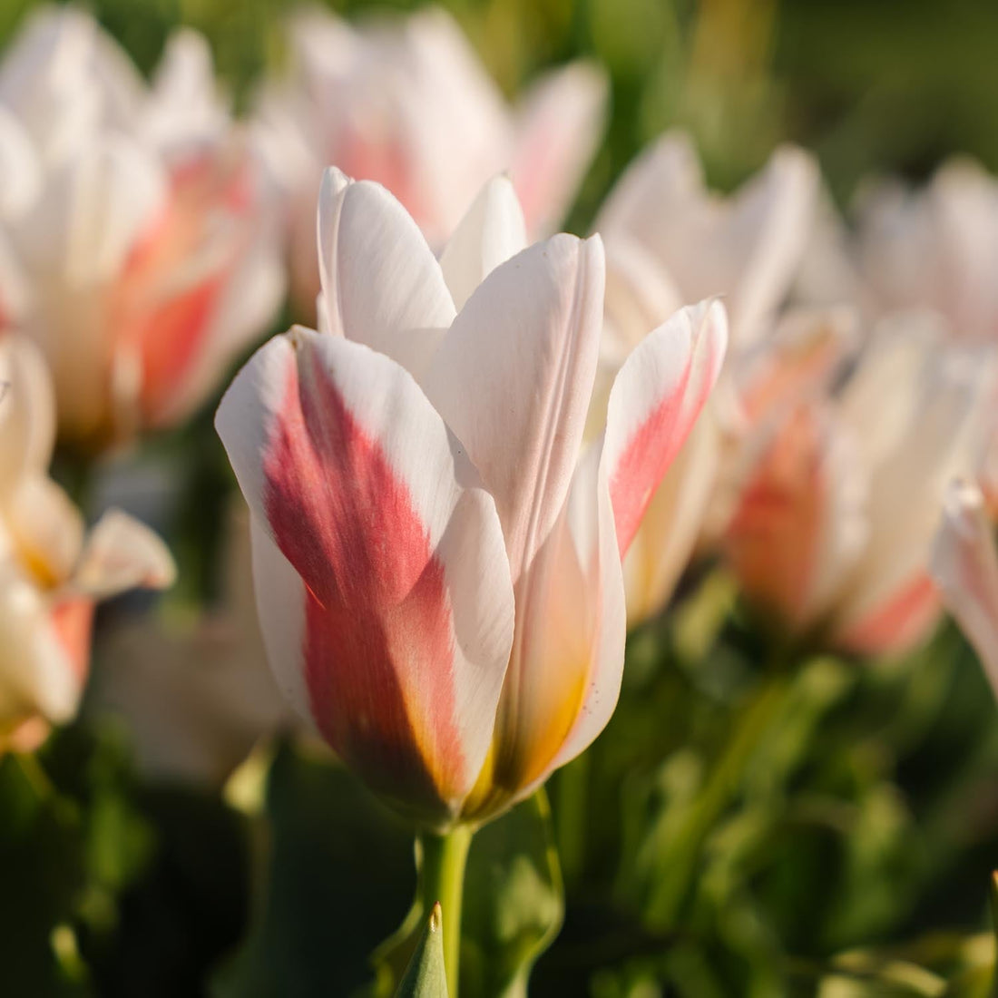 Tulpe 'Serano'
