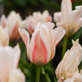 Tulpe 'Serano'
