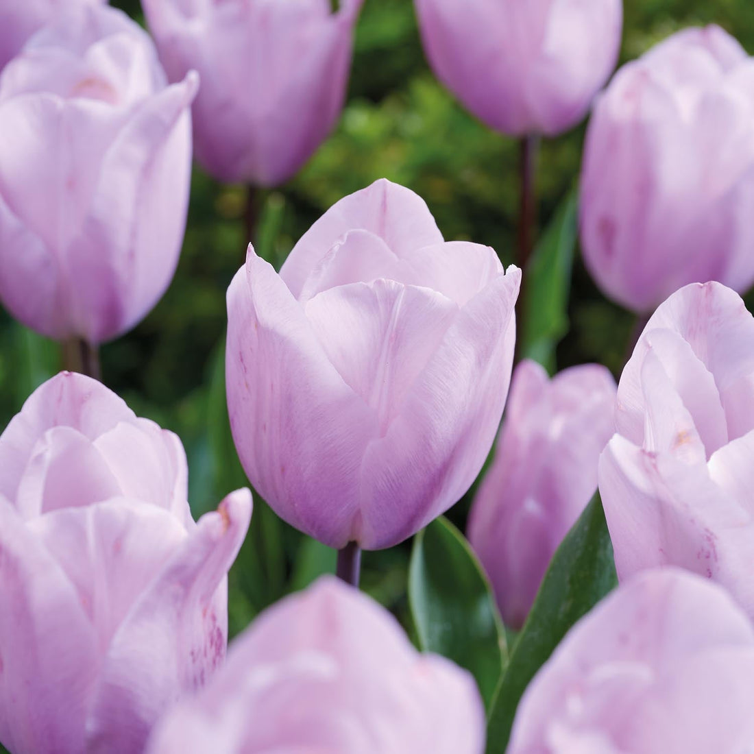 Tulpe 'Silver Cloud'