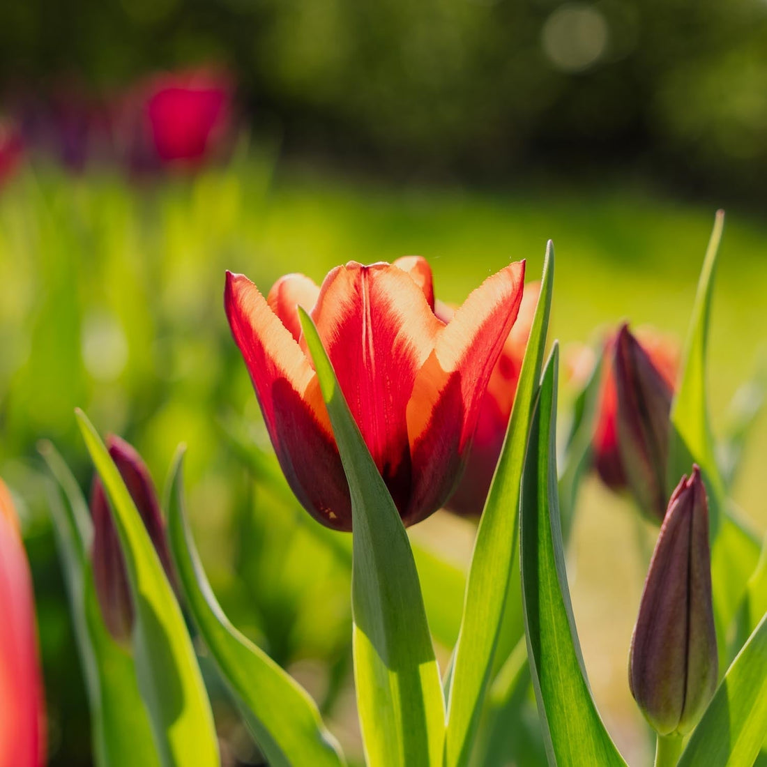 Tulpe 'Slawa'