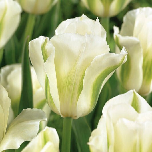 Tulpe 'Spring Green'