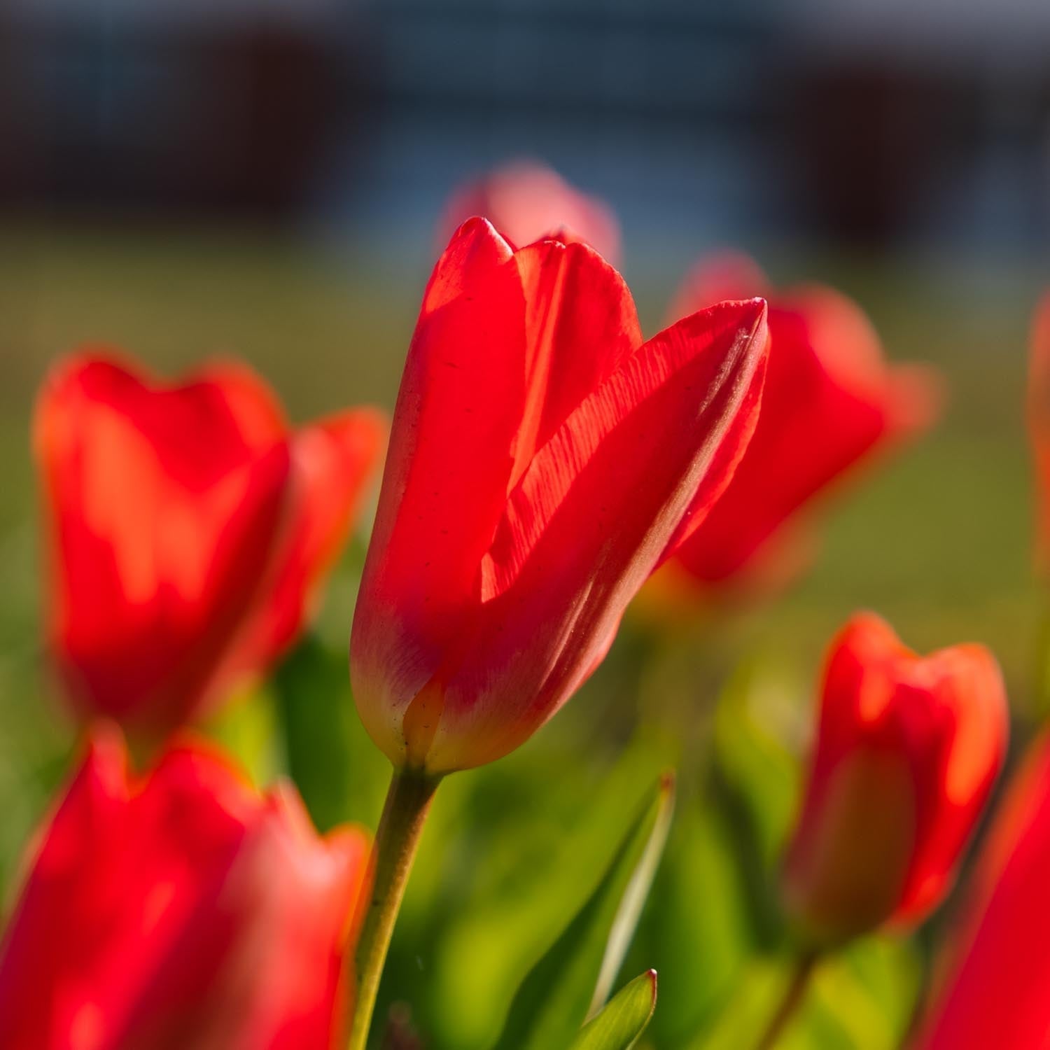 Tulpe 'Spring Pearl'