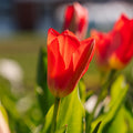Tulpe 'Spring Pearl'