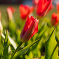 Tulpe 'Spring Pearl'