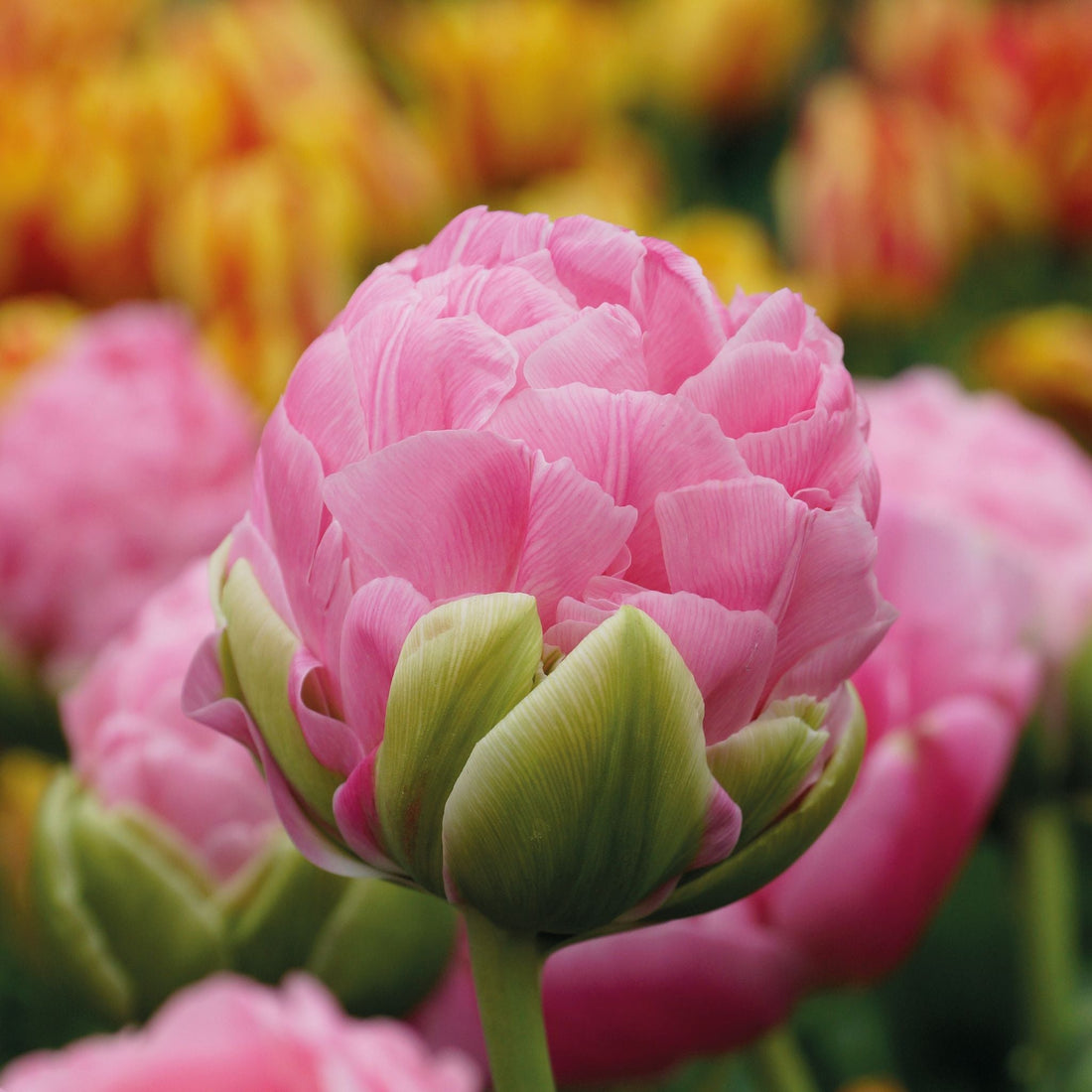 Tulpe 'Strawberry Cream'