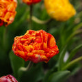 Tulpe 'Sunlover'