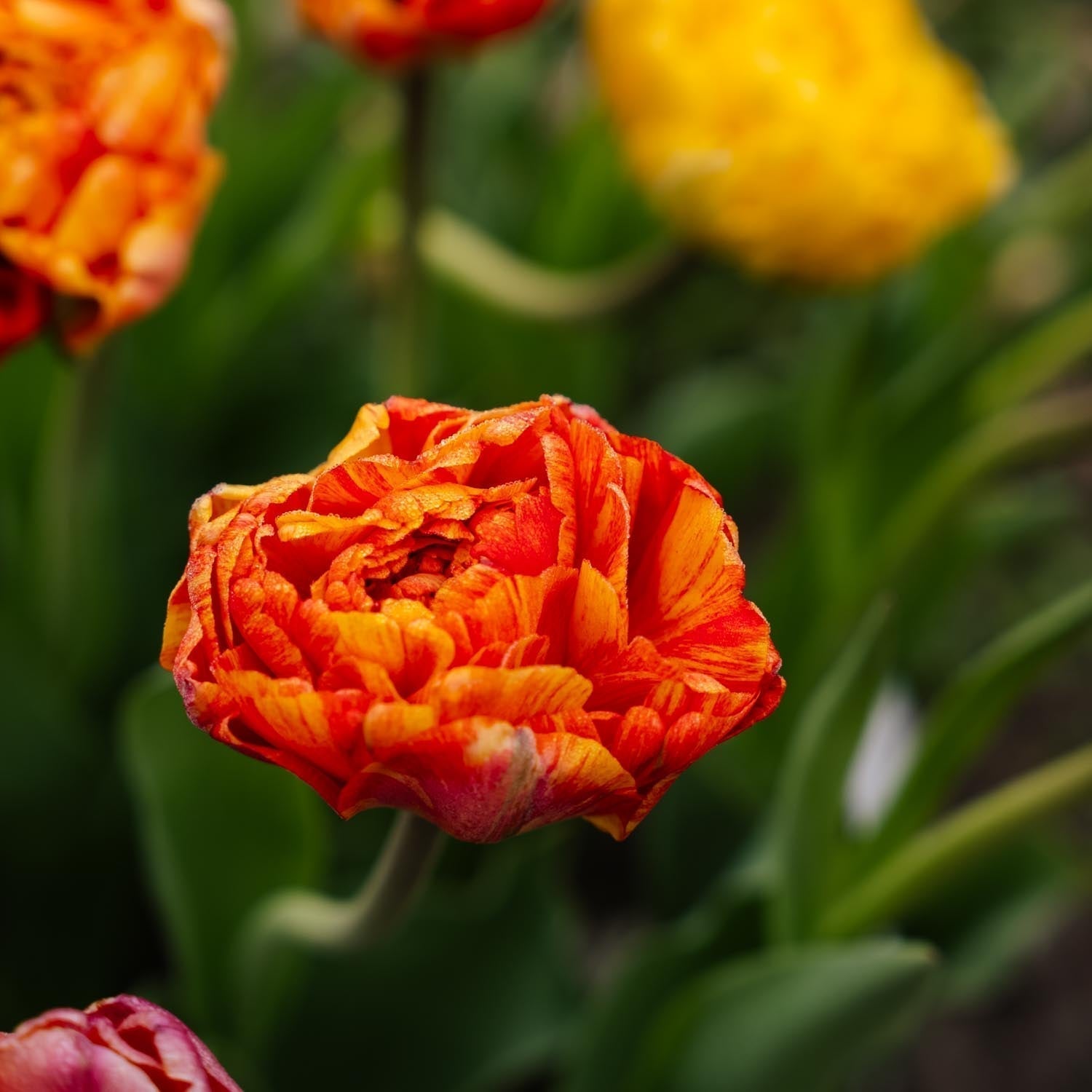 Tulpe 'Sunlover'