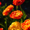Tulpe 'Sunlover'