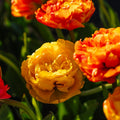 Tulpe 'Sunlover'