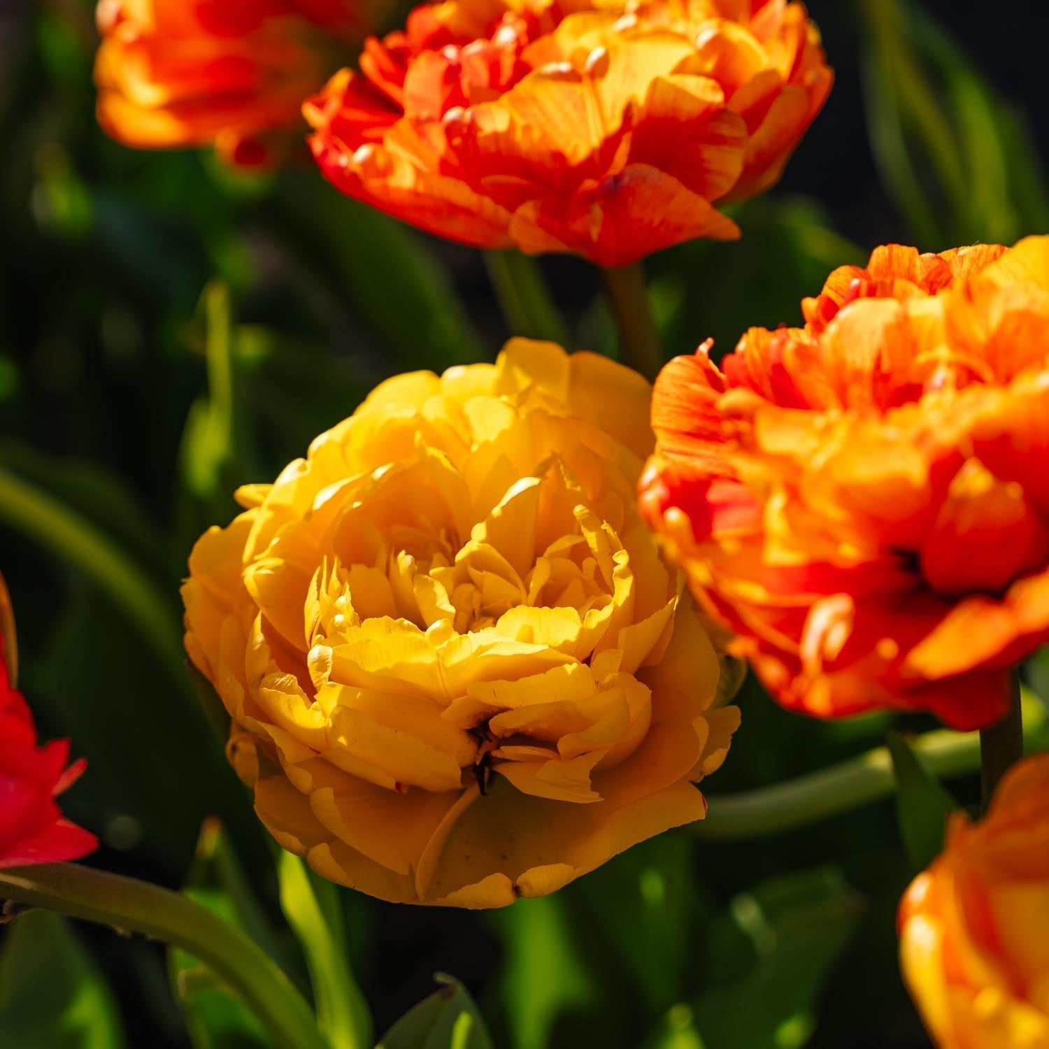Tulpe 'Sunlover'
