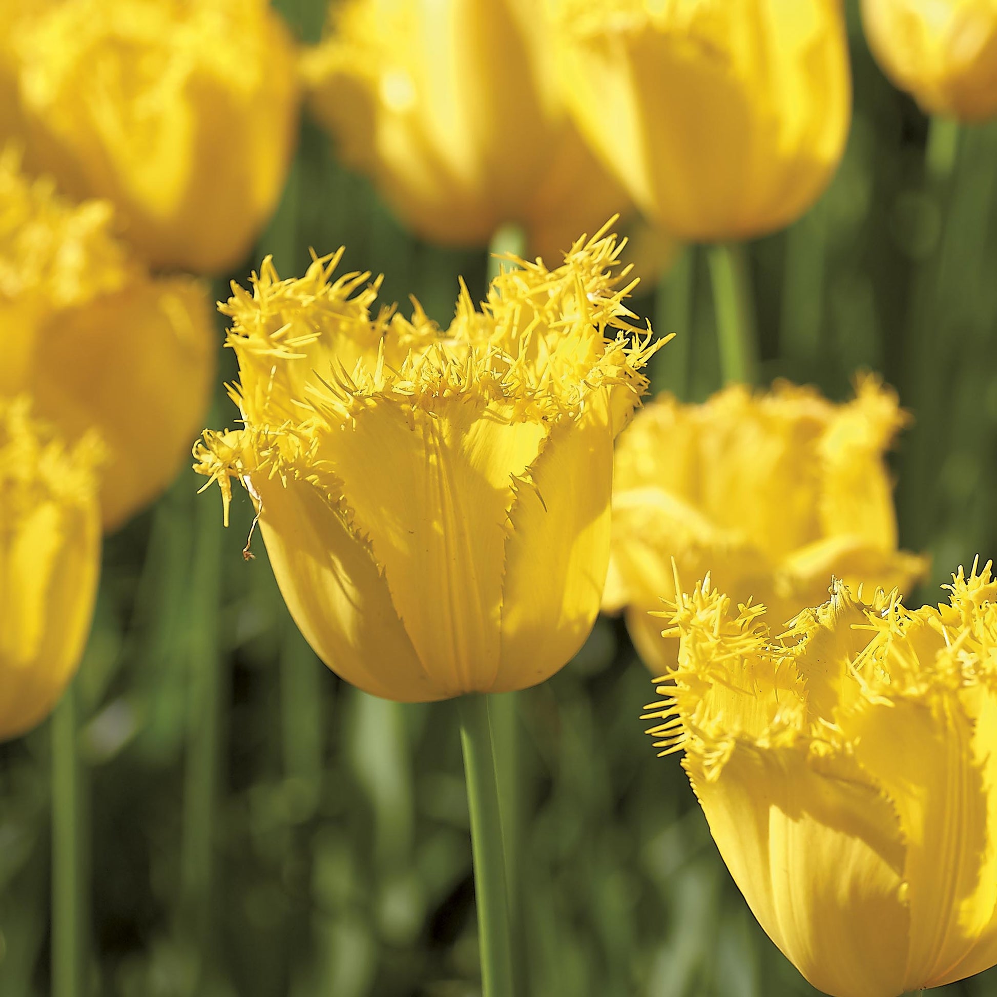 Tulpe 'Sunny Time'