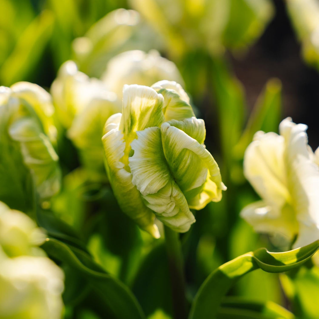 Tulpe 'Super Parrot'