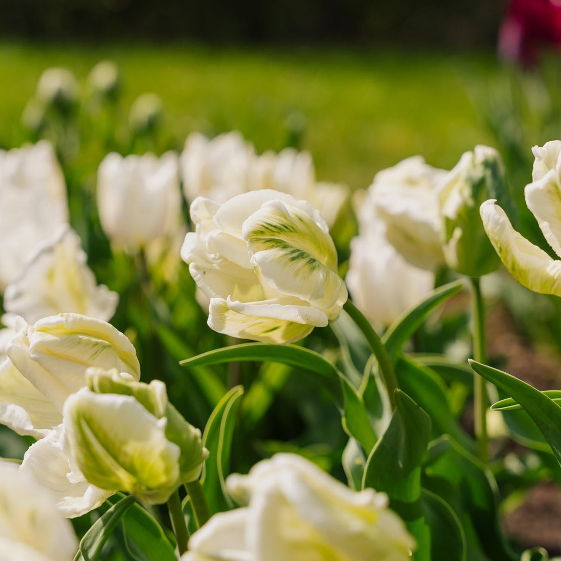 Tulpe 'Super Parrot'