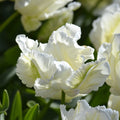 Tulpe 'Super Parrot'