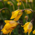 Tulpe 'Sylvestris'