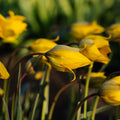 Tulpe 'Sylvestris'