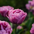Tulpe 'Tabledance'