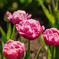 Tulpe 'Tabledance'