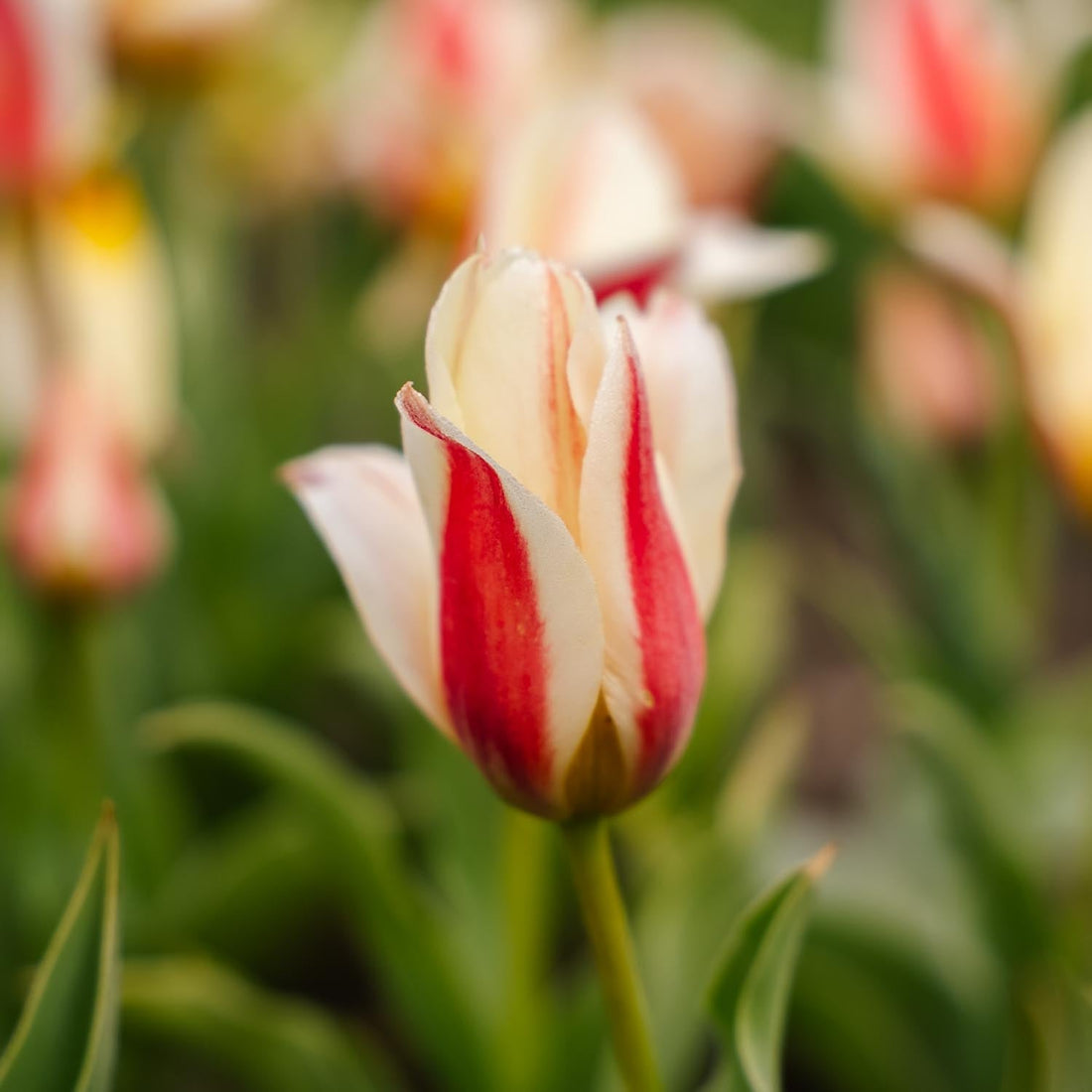 Tulpe 'Tarafta'