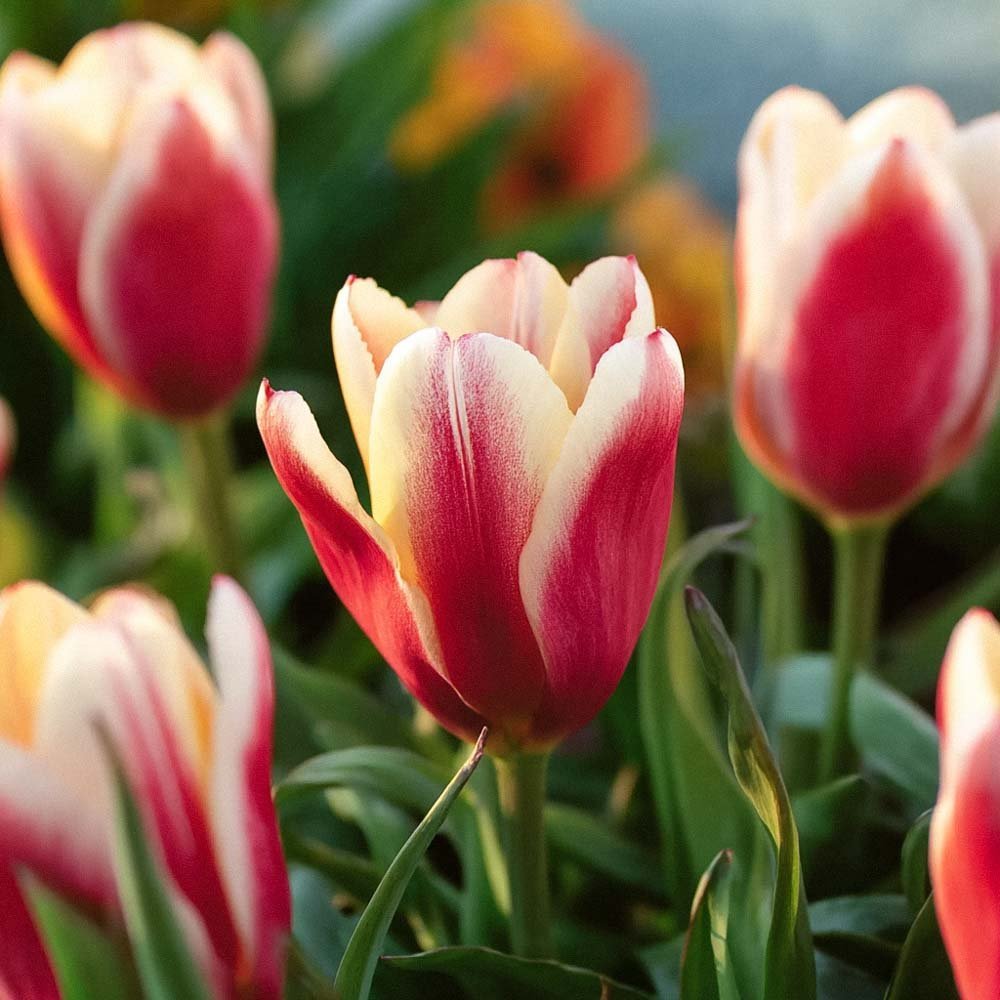 Tulpe 'Tarafta'