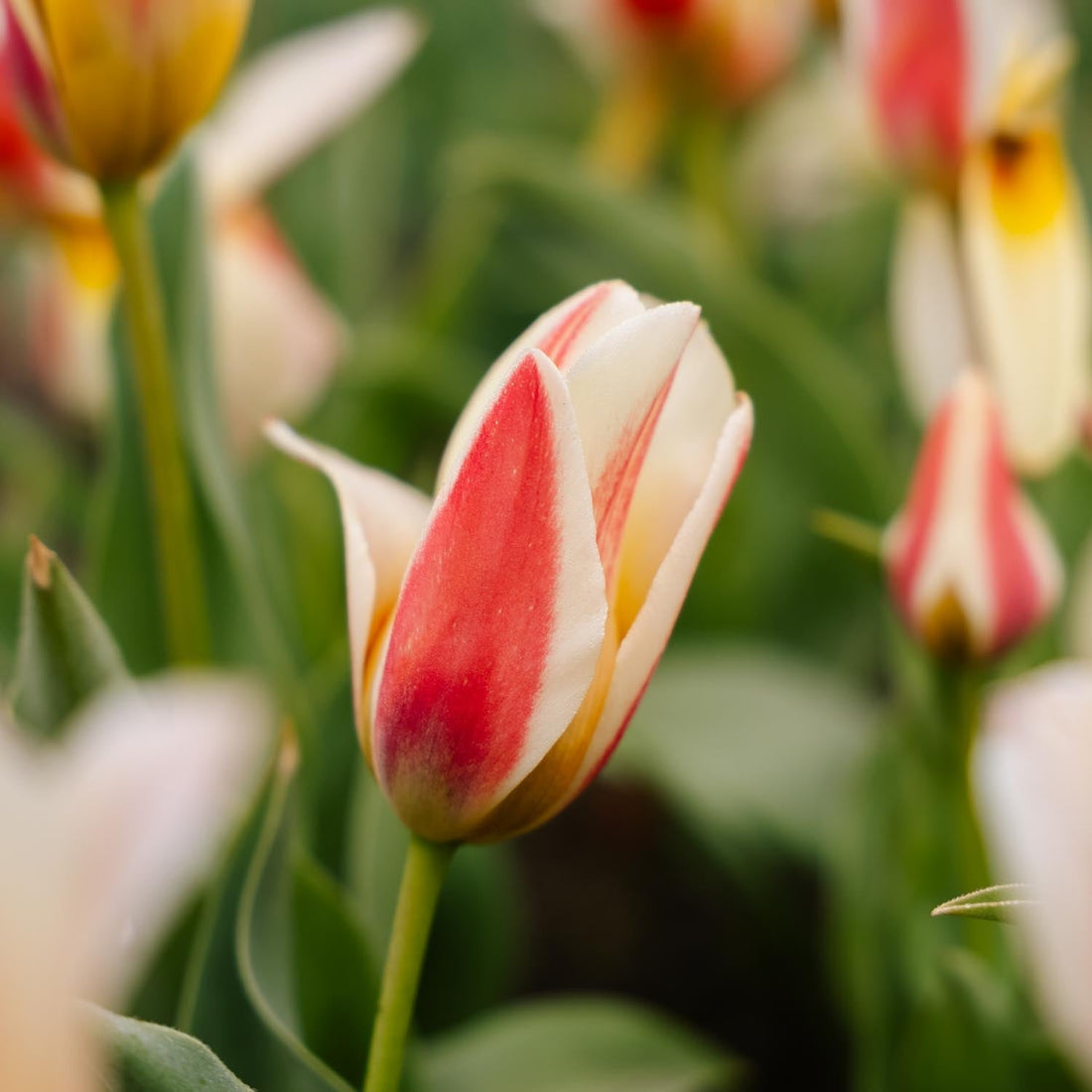 Tulpe 'Tarafta'